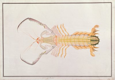 Mantis Shrimp, from Drawings of Animals, Insects and Reptiles from Malacca by Chinese School